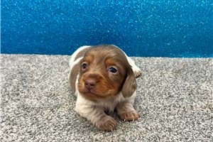 Tracker - Dachshund, Mini for sale