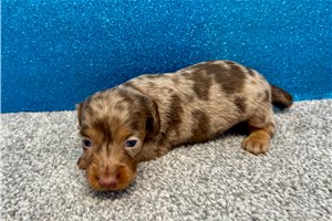 Tiki - Mini Dachshund for sale