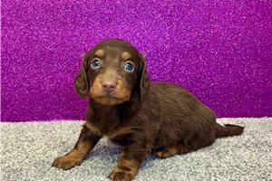 Titus - Mini Dachshund for sale