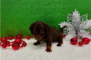 Bugs - Dachshund, Mini for sale
