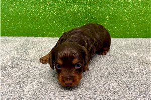 Porter - Mini Dachshund for sale