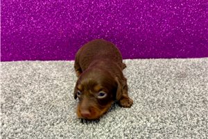 Titus - puppy for sale