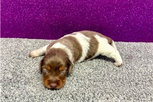 Tracker - puppy for sale