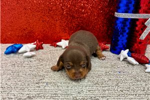 Sadie - puppy for sale