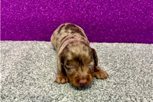 Tiki - Dachshund, Mini for sale