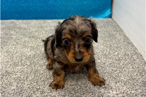 Renee - puppy for sale