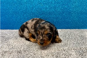 Nole - puppy for sale