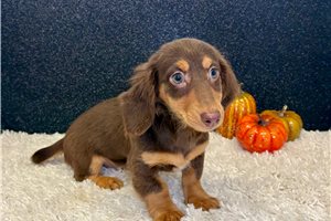 Nadia - Dachshund, Mini for sale