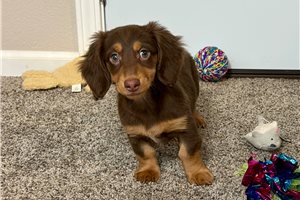 Nadia - Dachshund, Mini for sale