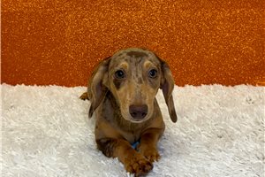 Scarlett - Tweenie Dachshund for sale