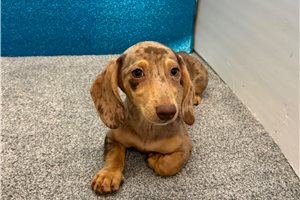 Scarlett - Dachshund, Tweenie for sale