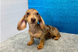 Scarlett - Tweenie Dachshund for sale