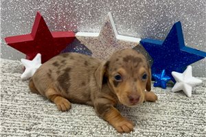 Scarlett - Dachshund, Tweenie for sale