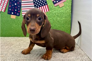 Silas - Dachshund, Tweenie for sale