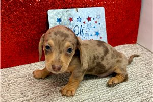 Scarlett - Dachshund, Tweenie for sale