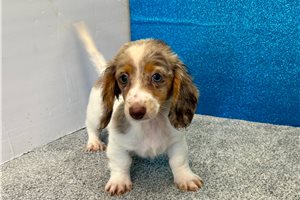 Victoria - Dachshund, Tweenie for sale