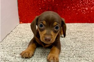 Sadie - Dachshund, Tweenie for sale