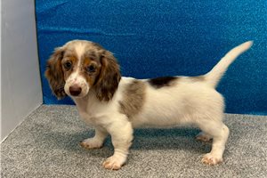 Victoria - Dachshund, Tweenie for sale