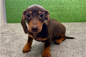 Silas - Dachshund, Tweenie for sale