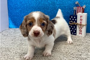 Victoria - Dachshund, Tweenie for sale