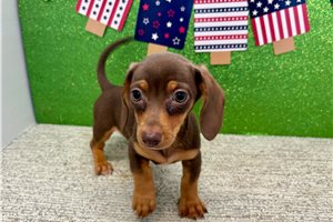 Sadie - Dachshund, Tweenie for sale