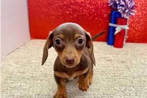 Sadie - Dachshund, Tweenie for sale