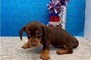 Silas - Dachshund, Tweenie for sale