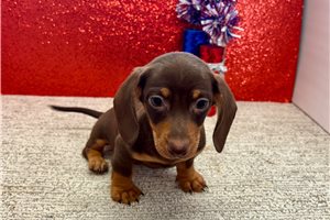 Silas - Dachshund, Tweenie for sale
