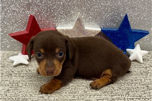 Silas - Dachshund, Tweenie for sale