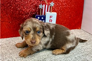 Violet - puppy for sale