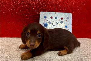 Stella - Dachshund, Tweenie for sale