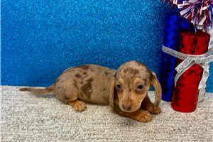 Scarlett - Tweenie Dachshund for sale