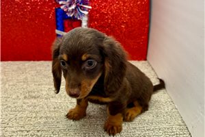Stella - Dachshund, Tweenie for sale