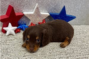 Stella - Dachshund, Tweenie for sale