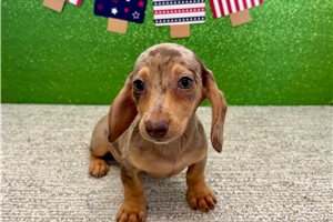 Scarlett - Dachshund, Tweenie for sale