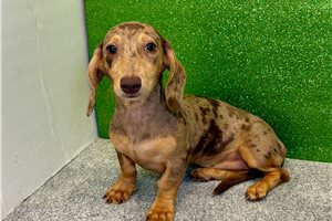 Scarlett - Tweenie Dachshund for sale