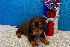 Stella - Dachshund, Tweenie for sale