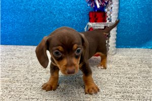 Sadie - Tweenie Dachshund for sale