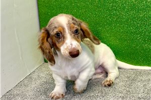 Victoria - Tweenie Dachshund for sale