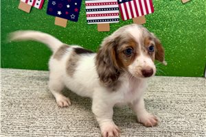 Victoria - Dachshund, Tweenie for sale