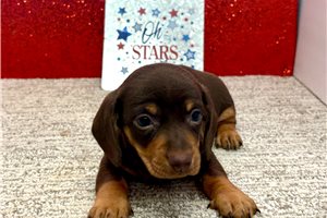 Silas - Dachshund, Tweenie for sale