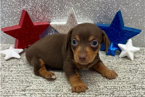 Sadie - Dachshund, Tweenie for sale