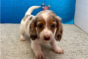 Victoria - Dachshund, Tweenie for sale