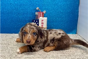 Valor - Dachshund, Tweenie for sale