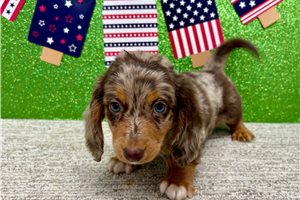 Valor - Dachshund, Tweenie for sale