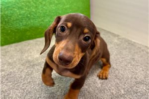 Silas - Dachshund, Tweenie for sale