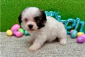 Gabriella - Havanese for sale