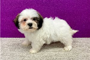 Gabriella - puppy for sale