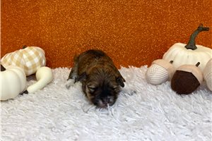 Esme - puppy for sale