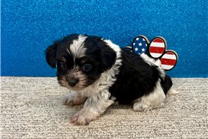 Summer - Havanese for sale